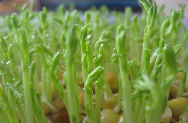 如何种植芽苗菜？苗菜种植的正确方法