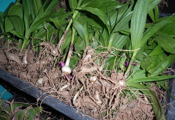 怎样种植白芨?白芨的栽培与管理技术 怎样种植白芨?白芨的栽培与管理技术