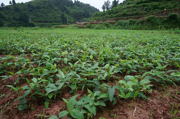 半夏种植基地实拍