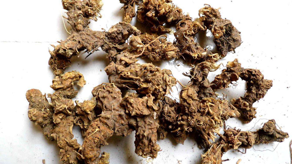 射干种植技术有哪些?2020年射干种植前景怎么样? 射干种植技术有哪些?2020年射干种植前景怎么样?