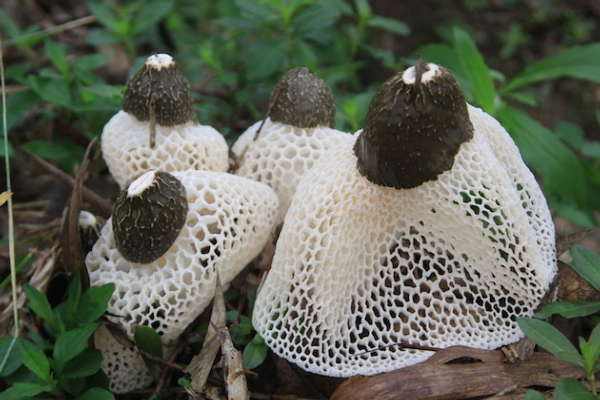 射干种植技术有哪些？2020年射干种植前景怎么样？