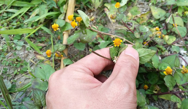 天文草有几种？天文草的功效与作用