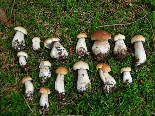 牛肝菌产地在哪里?牛肝菌的产地分布 牛肝菌产地在哪里?牛肝菌的产地分布