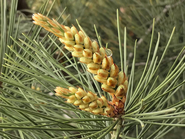 松树会开花吗?松树什么时候开花 松树会开花吗?松树什么时候开花