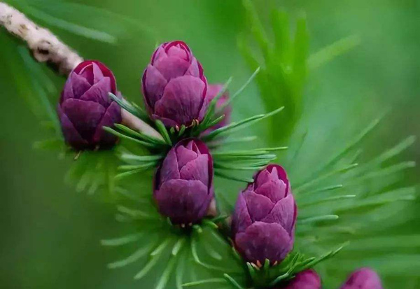 松树会开花吗?松树什么时候开花 松树会开花吗?松树什么时候开花