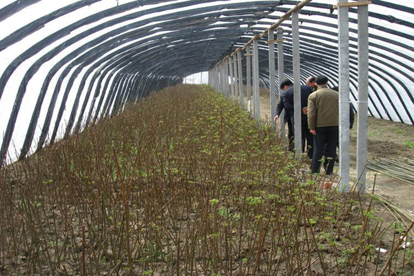 香椿苗有什么营养价值？香椿的营养价值与禁忌