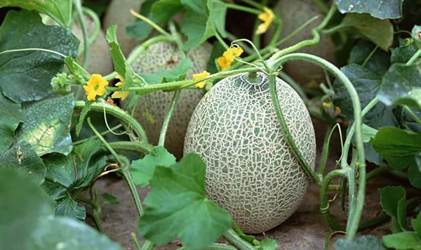 家庭哈密瓜怎么种植？哈密瓜种植方法