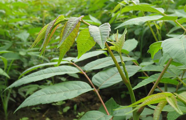 家庭哈密瓜怎么种植？哈密瓜种植方法