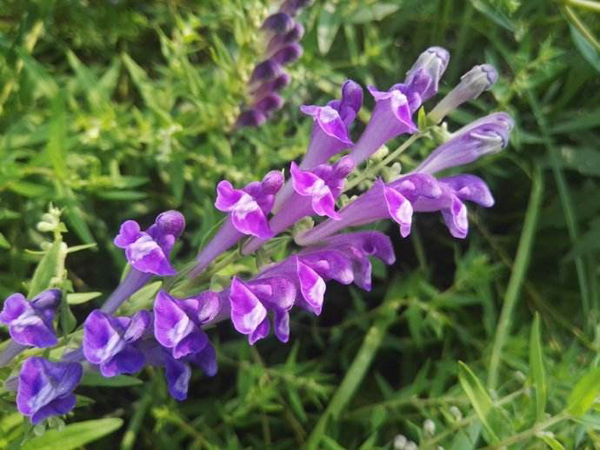 黄芩怎么种植？黄芩高产种植技术