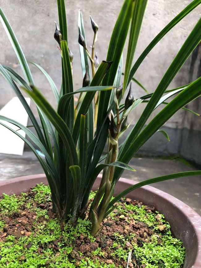 兰花施肥“顺口溜”，一句话就能记住