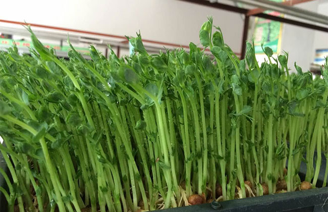 家庭怎么种芽苗菜?芽苗菜种植方法 家庭怎么种芽苗菜?芽苗菜种植方法