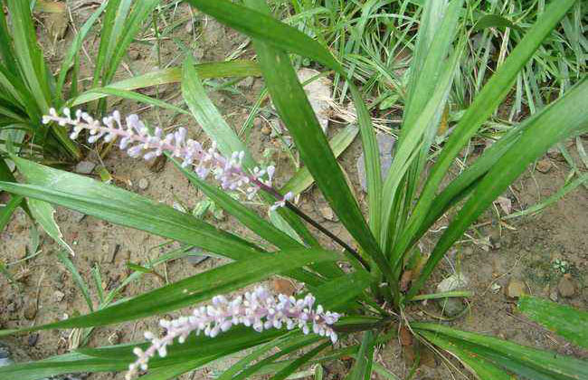 麦冬怎么种植?麦冬种植技术 麦冬怎么种植?麦冬种植技术