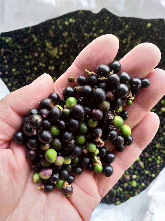 麦冬怎么种植?麦冬种植技术 麦冬怎么种植?麦冬种植技术