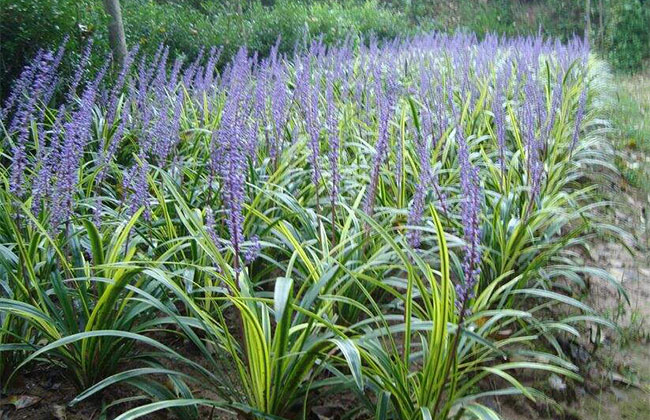 麦冬怎么种植?麦冬种植技术 麦冬怎么种植?麦冬种植技术