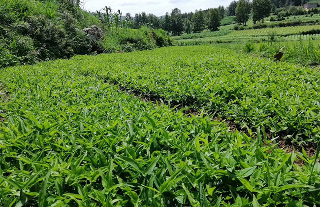 一亩半夏要投资多少钱?2020年种半夏前景怎么样?半夏种植技术