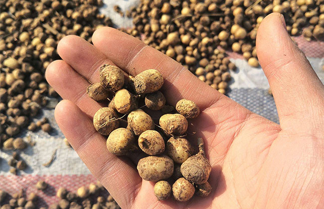 一亩半夏要投资多少钱?2020年种半夏前景怎么样?半夏种植技
