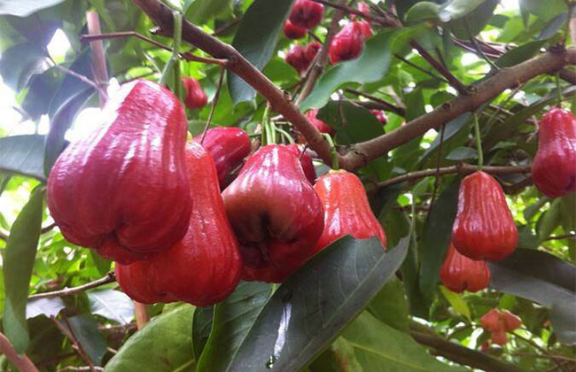 莲雾怎么种植?莲雾种植方法 莲雾怎么种植?莲雾种植方法