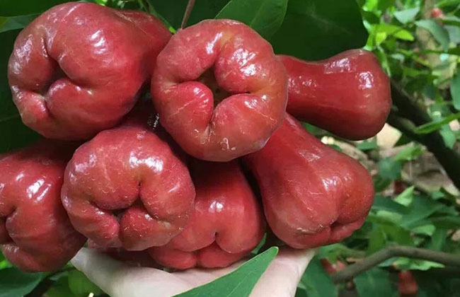莲雾怎么种植?莲雾种植方法 莲雾怎么种植?莲雾种植方法