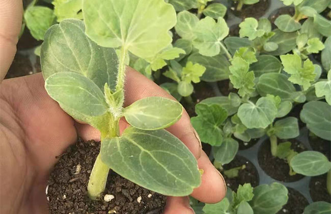 大棚西瓜怎样种植?大棚西瓜种植技术 大棚西瓜怎样种植?大棚西瓜种植技术
