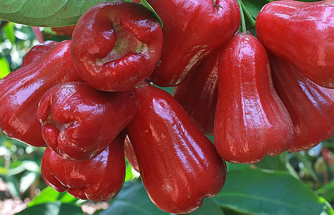 莲雾怎么种植?莲雾种植方法 莲雾怎么种植?莲雾种植方法