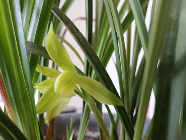 莲雾怎么种植?莲雾种植方法