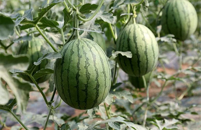 大棚西瓜怎样种植?大棚西瓜种植技术 大棚西瓜怎样种植?大棚西瓜种植技术