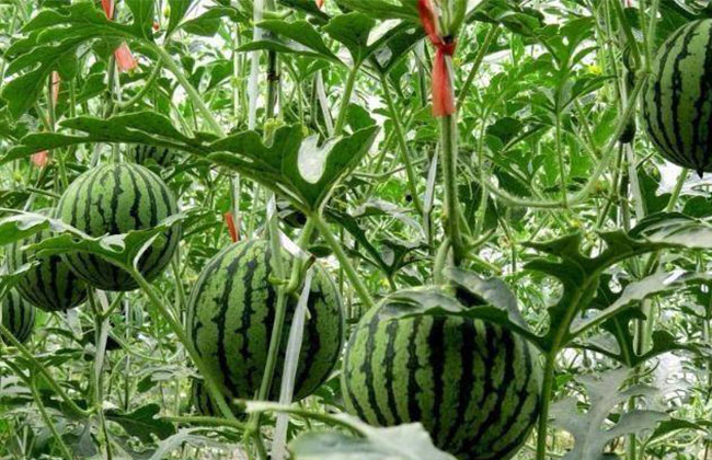 大棚西瓜怎样种植?大棚西瓜种植技术 大棚西瓜怎样种植?大棚西瓜种植技术