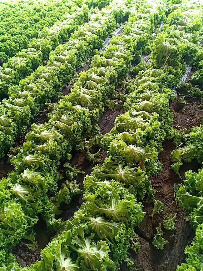 生菜怎么种植?生菜种植时间和方法 生菜怎么种植?生菜种植时间和方法