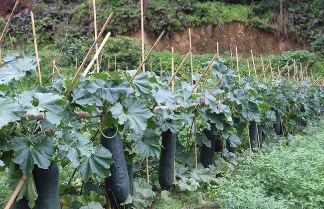 黑皮冬瓜品种哪个好?黑皮冬瓜种植技术 黑皮冬瓜品种哪个好?黑皮冬瓜种植技术
