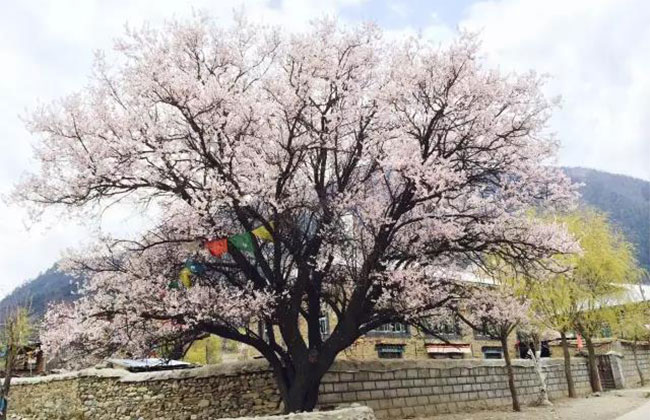 桃树怎么嫁接?桃树的嫁接时间和方法 桃树怎么嫁接?桃树的嫁接时间和方法