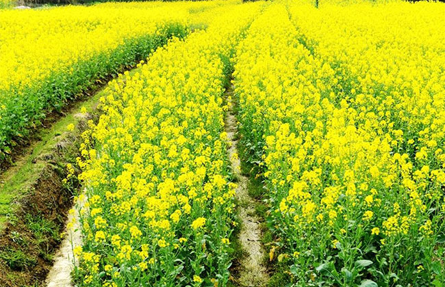 怎样防治油菜根肿病?油菜根肿病的防治方法 怎样防治油菜根肿病?油菜根肿病的防治方法
