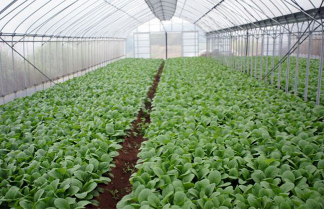 怎样防治油菜根肿病?油菜根肿病的防治方法 怎样防治油菜根肿病?油菜根肿病的防治方法