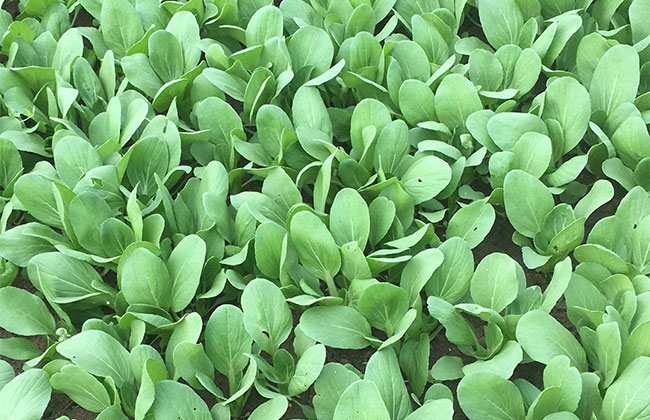 怎样防治油菜根肿病?油菜根肿病的防治方法 怎样防治油菜根肿病?油菜根肿病的防治方法