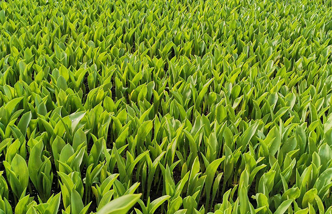 怎样防治油菜根肿病?油菜根肿病的防治方法
