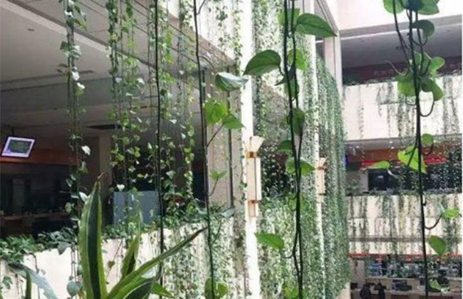 绿萝叶子发黄怎么办?绿萝叶子发黄如何补救? 绿萝叶子发黄怎么办?绿萝叶子发黄如何补救?