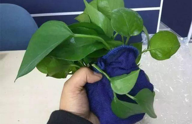 绿萝叶子发黄怎么办?绿萝叶子发黄如何补救? 绿萝叶子发黄怎么办?绿萝叶子发黄如何补救?