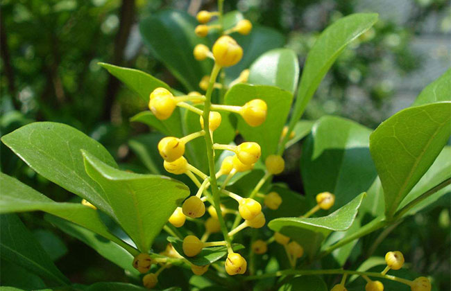 刚买的米兰花怎么养?盆栽米兰花的养殖方法 刚买的米兰花怎么养?盆栽米兰花的养殖方法