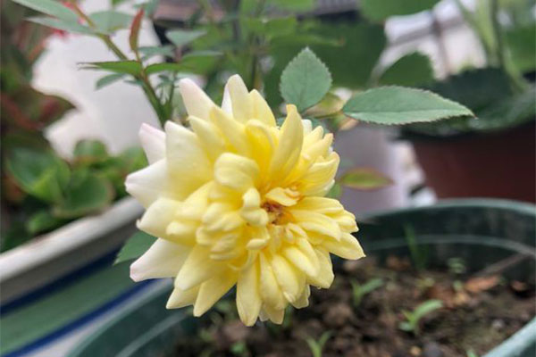 月季花怎么种植?月季花栽培和种植方法 月季花怎么种植?月季花栽培和种植方法