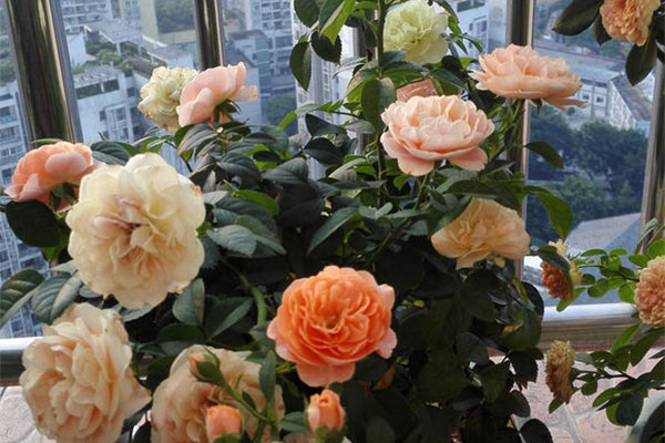 月季花怎么种植?月季花栽培和种植方法 月季花怎么种植?月季花栽培和种植方法