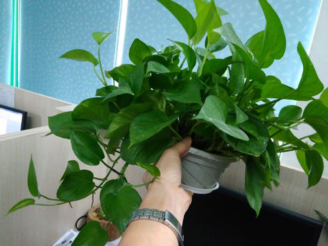 杜鹃花怎样养护?杜鹃花的养殖方法和注意事项