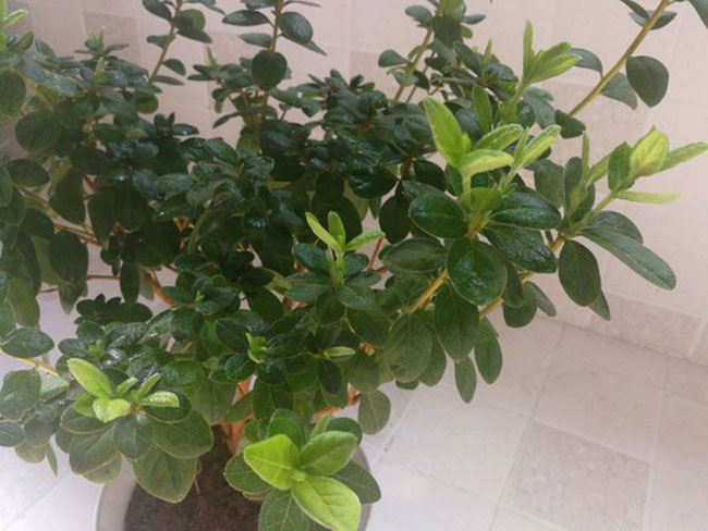 杜鹃花怎样养护?杜鹃花的养殖方法和注意事项 杜鹃花怎样养护?杜鹃花的养殖方法和注意事项