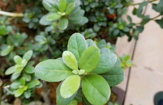 杜鹃花怎样养护?杜鹃花的养殖方法和注意事项 杜鹃花怎样养护?杜鹃花的养殖方法和注意事项