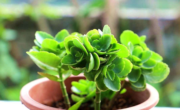 长寿花怎么繁殖?长寿花的繁殖方法 长寿花怎么繁殖?长寿花的繁殖方法