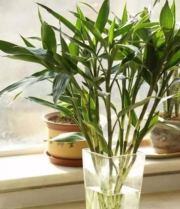 水养富贵竹怎么养?富贵竹的水培方法 水养富贵竹怎么养?富贵竹的水培方法