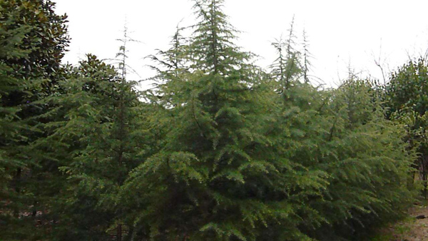 行道树有哪些树种?常见行道树树种大全 行道树有哪些树种?常见行道树树种大全
