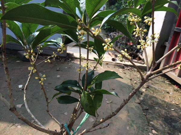 桂花嫁接用什么砧木好?桂花嫁接最佳时间 桂花嫁接用什么砧木好?桂花嫁接最佳时间