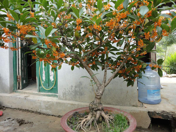 桂花嫁接用什么砧木好?桂花嫁接最佳时间 桂花嫁接用什么砧木好?桂花嫁接最佳时间