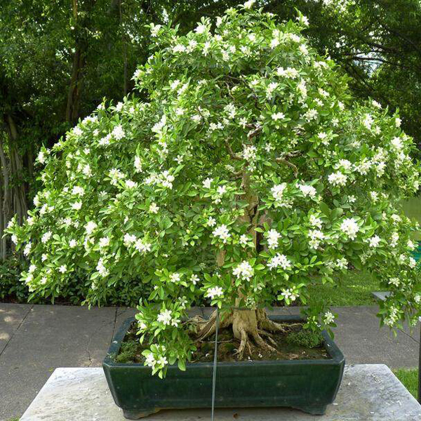 九里香什么时候开花?九里香的养殖方法 九里香什么时候开花?九里香的养殖方法