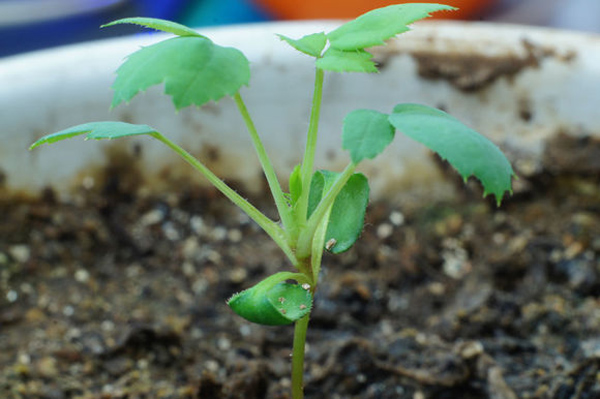 月季花种子怎么种？月季种植方法和时间
