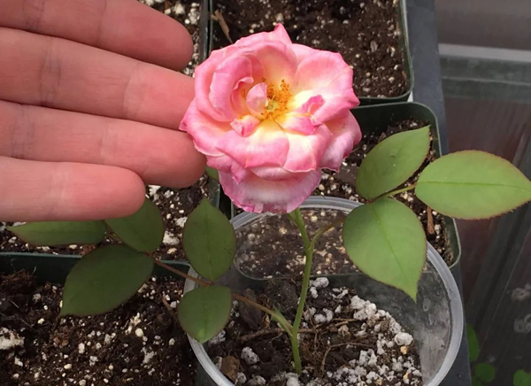 月季花种子怎么种？月季种植方法和时间